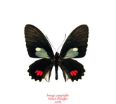 Parides erlaces (Peru)